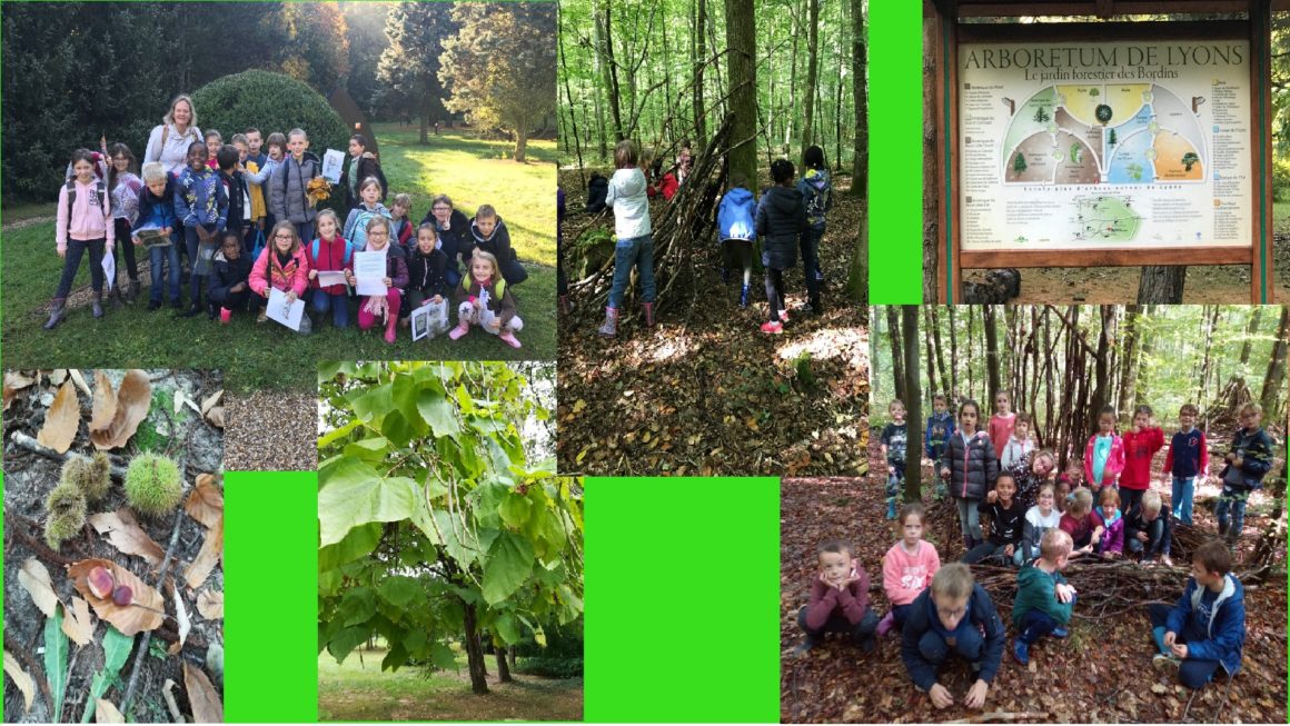 Notre sortie à l’Arborétum de Lyons-La-Forêt