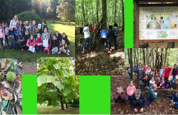 Notre sortie à l’Arborétum de Lyons-La-Forêt